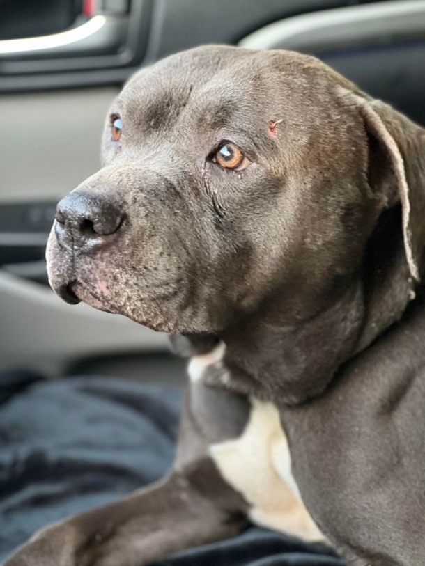 Dog who was discovered in an abandoned in boarded-up dog house gets adopted by rescuer - picture 2