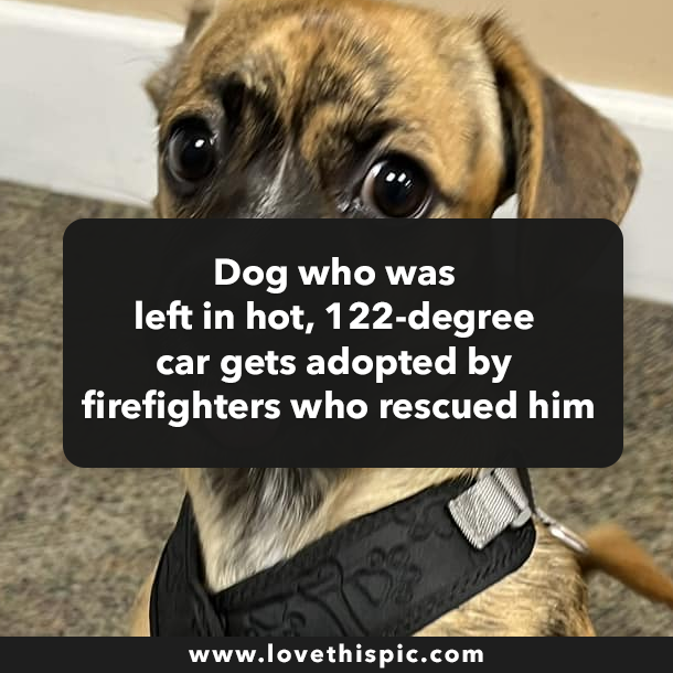 Dog who was left in hot, 122-degree car gets adopted by firefighters who rescued him