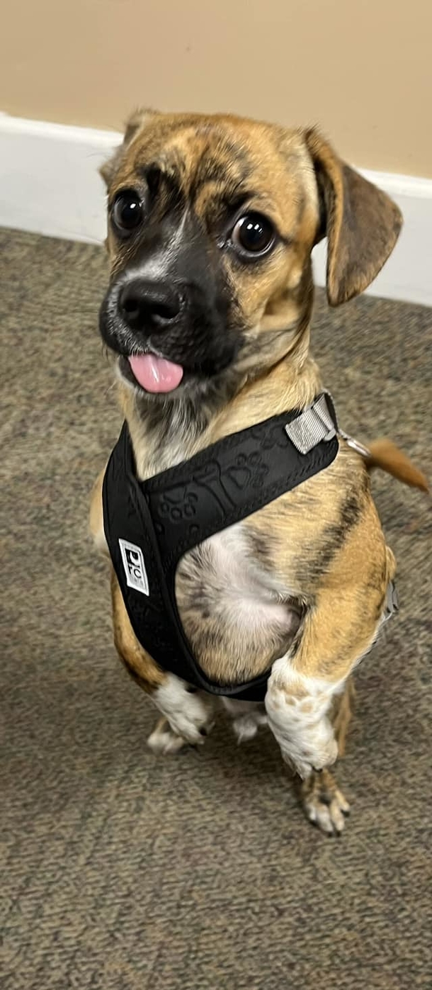 Dog who was left in hot, 122-degree car gets adopted by firefighters who rescued him - picture 2