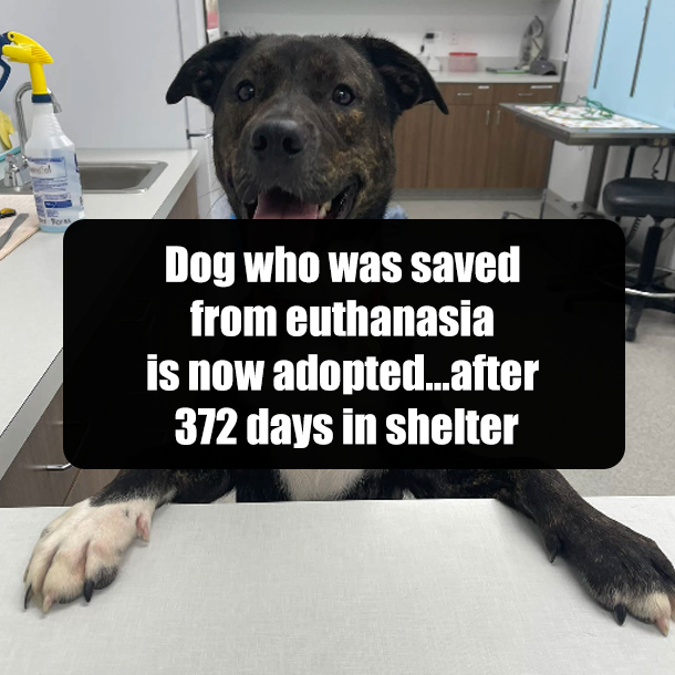 Dog who was saved from euthanasia is now adopted...after 372 days in shelter