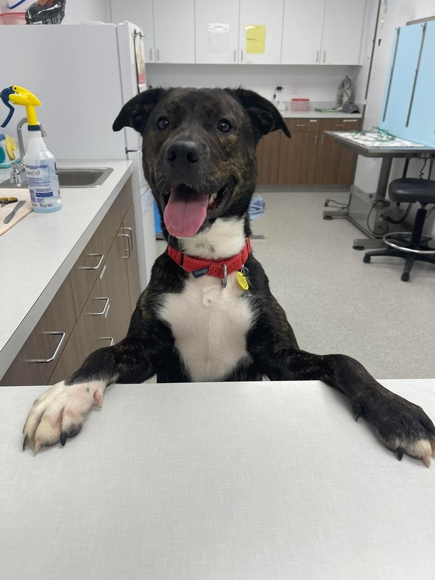 Dog who was saved from euthanasia is now adopted...after 372 days in shelter - picture 2