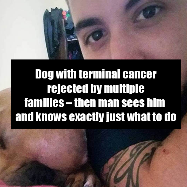 Dog with terminal cancer rejected by multiple families – then man sees him and knows exactly just what to do