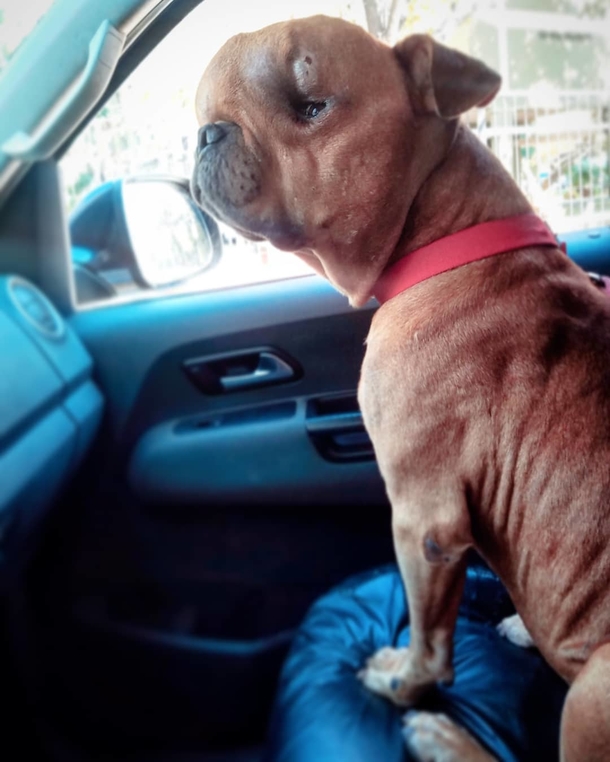 Dog with terminal cancer rejected by multiple families – then man sees him and knows exactly just what to do - picture 2