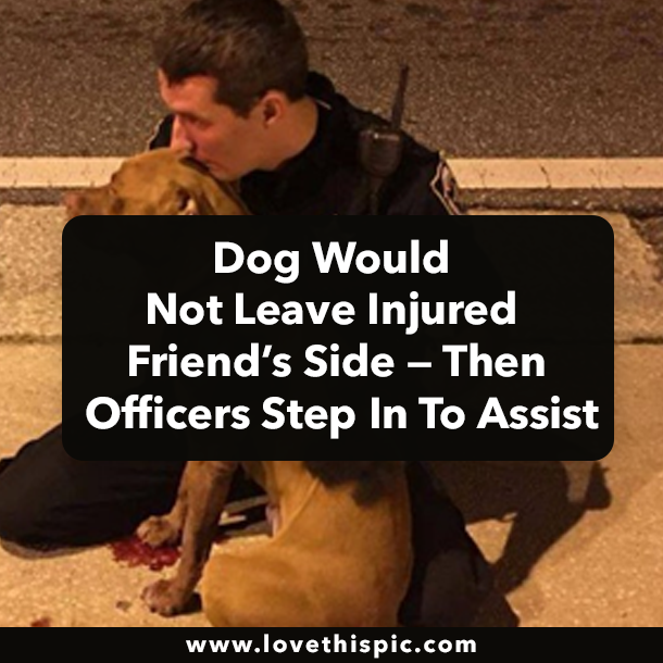 Dog Would Not Leave Injured Friend’s Side — Then Officers Step In To Assist