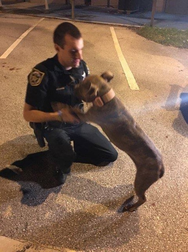 Dog Would Not Leave Injured Friend’s Side — Then Officers Step In To Assist - picture 3