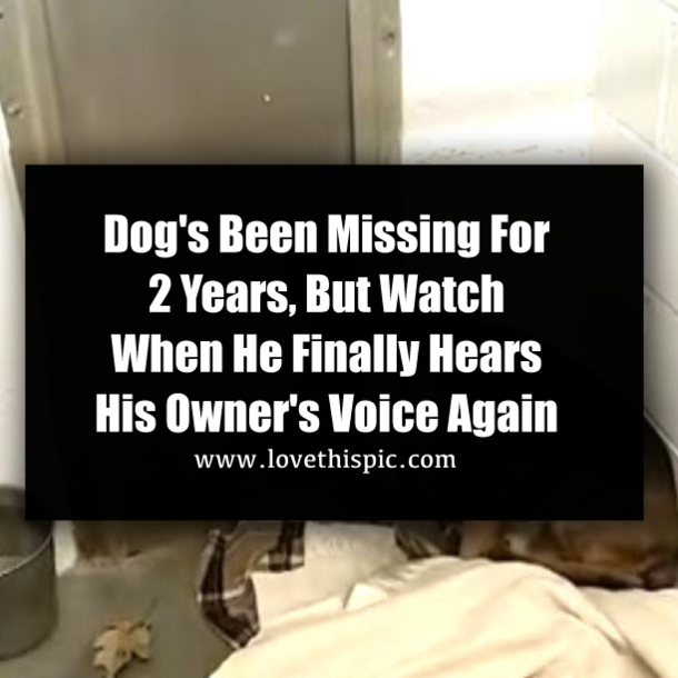 Dog's Been Missing For 2 Years, But Watch When He Finally Hears His Owner's Voice Again