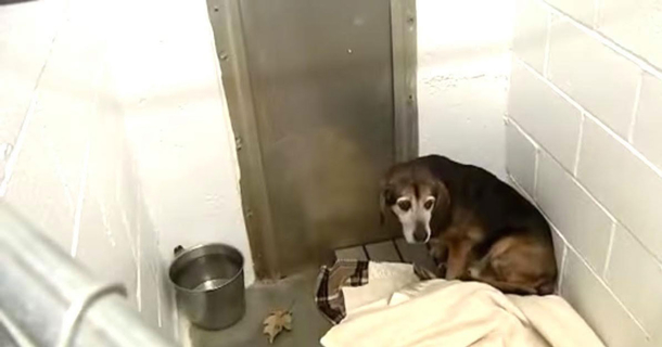 Dog's Been Missing For 2 Years, But Watch When He Finally Hears His Owner's Voice Again - picture 2