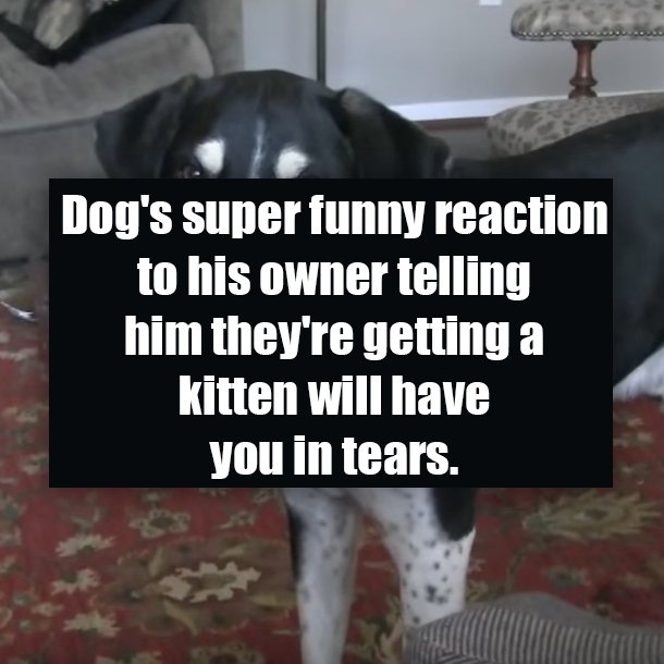 Dog's super funny reaction to his owner telling him they're getting a kitten will have you in tears.