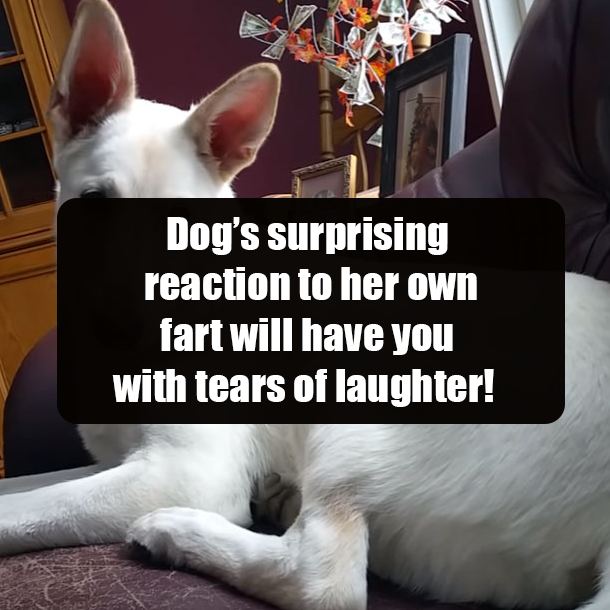 Dog’s surprising reaction to her own fart will have you with tears of laughter!