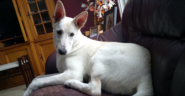 Dog’s surprising reaction to her own fart will have you with tears of laughter! - picture 2