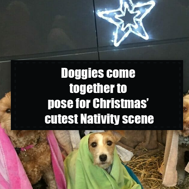 Doggies come together to pose for Christmas’ cutest Nativity scene