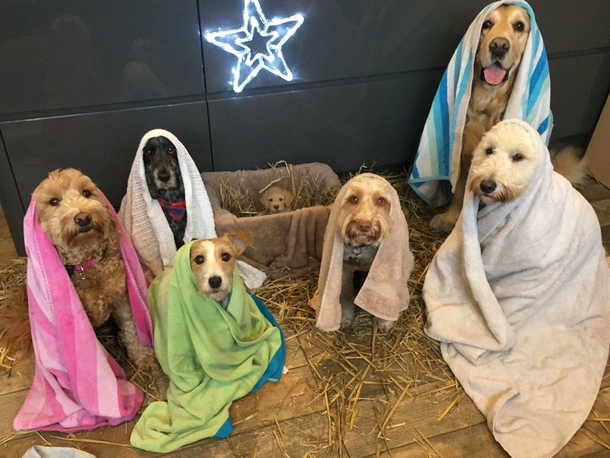 Doggies come together to pose for Christmas’ cutest Nativity scene - picture 3