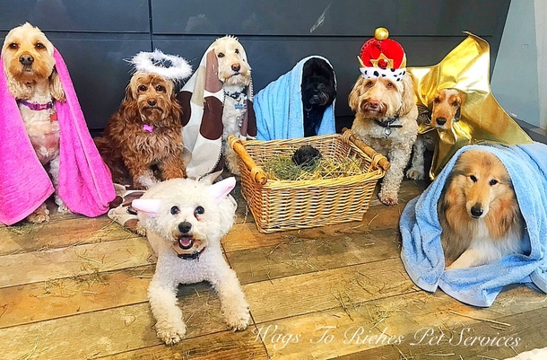 Doggies come together to pose for Christmas’ cutest Nativity scene - picture 4