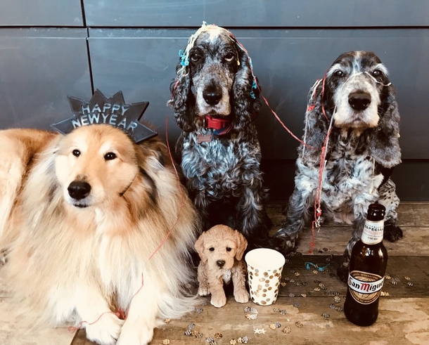 Doggies come together to pose for Christmas’ cutest Nativity scene - picture 5