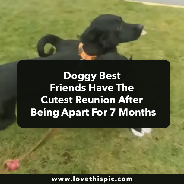 Doggy Best Friends Have The Cutest Reunion After Being Apart For 7 Months