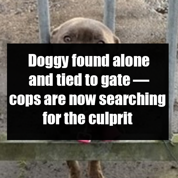 Doggy found alone and tied to gate — cops are now searching for the culprit