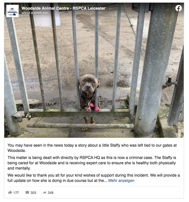 Doggy found alone and tied to gate — cops are now searching for the culprit - picture 2