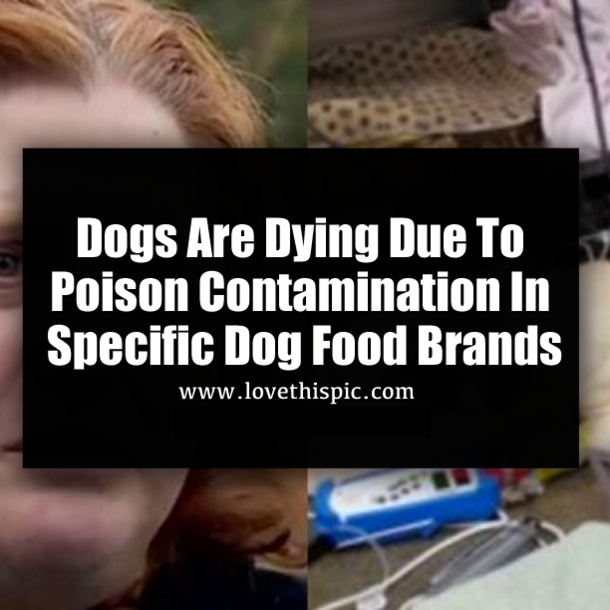 Dogs Are Dying Due To Poison Contamination In Specific Dog Food Brands