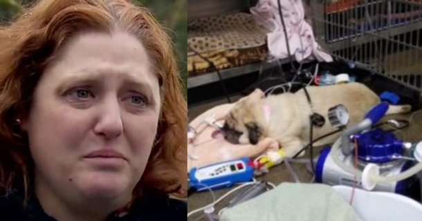 Dogs Are Dying Due To Poison Contamination In Specific Dog Food Brands - picture 2