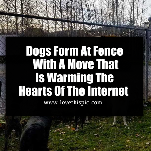 Dogs Form At Fence With A Move That Is Warming The Hearts Of The Internet