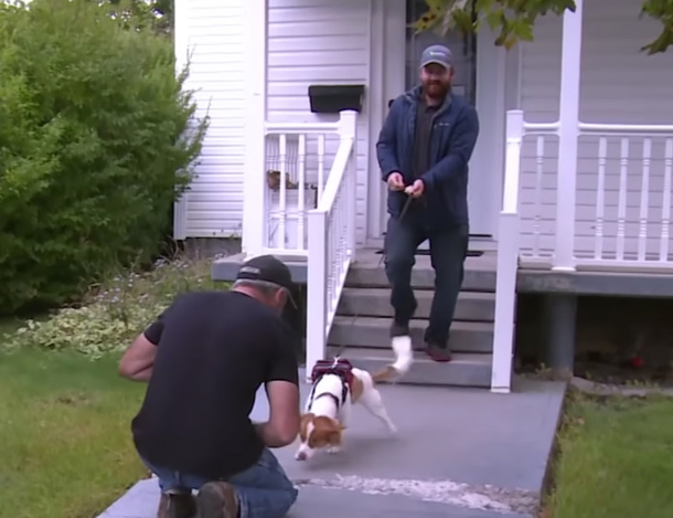 Dogs Form At Fence With A Move That Is Warming The Hearts Of The Internet - picture 2