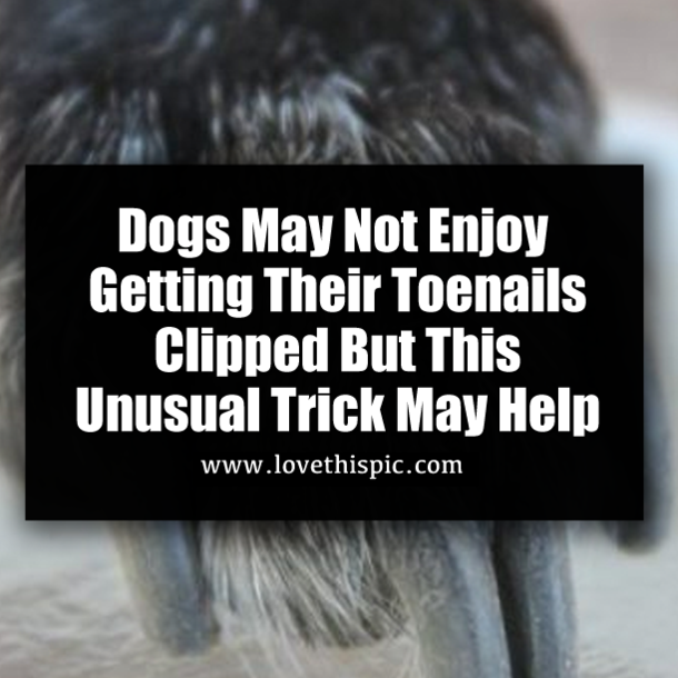 Dogs May Not Enjoy Getting Their Toenails Clipped But This Unusual Trick May Help