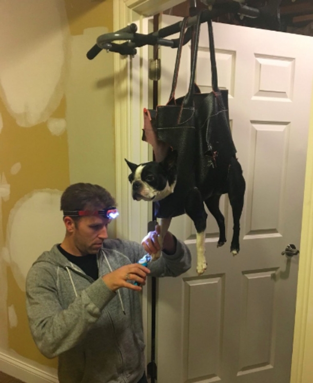 Dogs May Not Enjoy Getting Their Toenails Clipped But This Unusual Trick May Help - picture 2