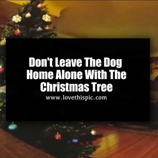 Don't Leave The Dog Home Alone With The Christmas Tree