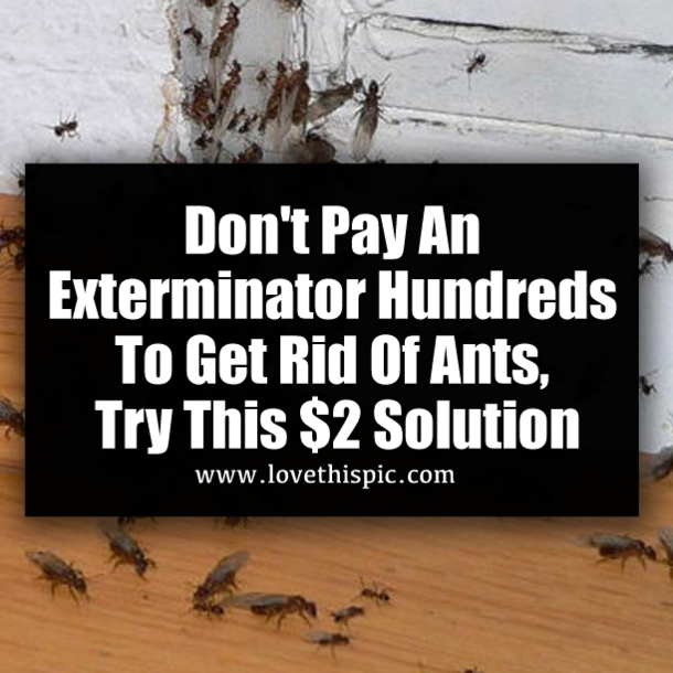 Don't Pay An Exterminator Hundreds To Get Rid Of Ants, Try This $2 Solution