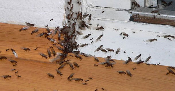 Don't Pay An Exterminator Hundreds To Get Rid Of Ants, Try This $2 Solution - picture 2