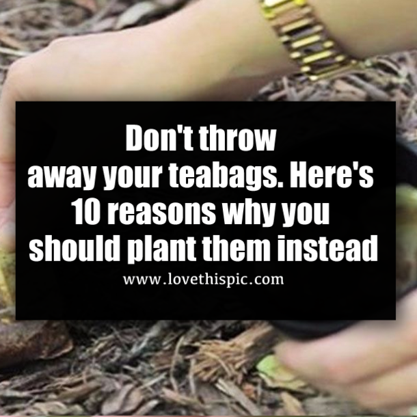 Don't throw away your teabags. Here's 10 reasons why you should plant them instead