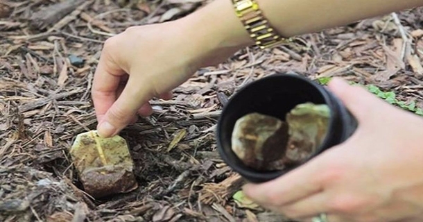 Don't throw away your teabags. Here's 10 reasons why you should plant them instead - picture 2