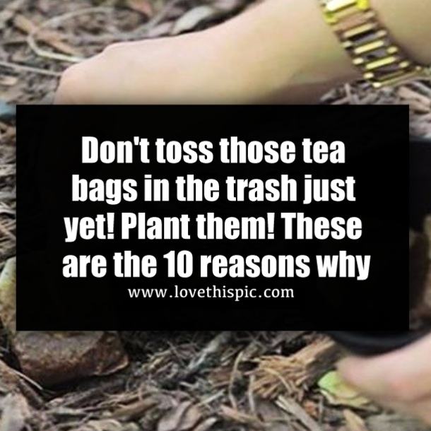 Don't toss those tea bags in the trash just yet! Plant them! These are the 10 reasons why