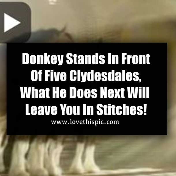 Donkey Stands In Front Of Five Clydesdales, What He Does Next Will Leave You In Stitches!