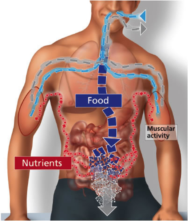 Drinking Only Water For 30 Days Has This Affect On Your Body - picture 3