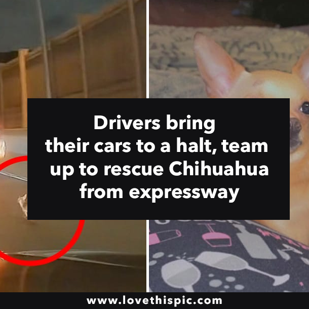 Drivers bring their cars to a halt, team up to rescue Chihuahua from expressway