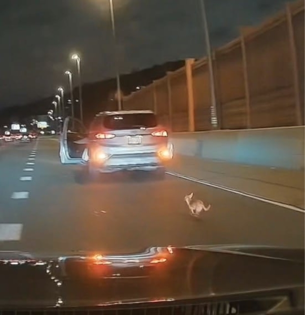 Drivers bring their cars to a halt, team up to rescue Chihuahua from expressway - picture 2