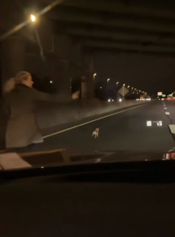 Drivers bring their cars to a halt, team up to rescue Chihuahua from expressway - picture 3