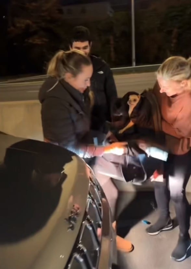 Drivers bring their cars to a halt, team up to rescue Chihuahua from expressway - picture 4