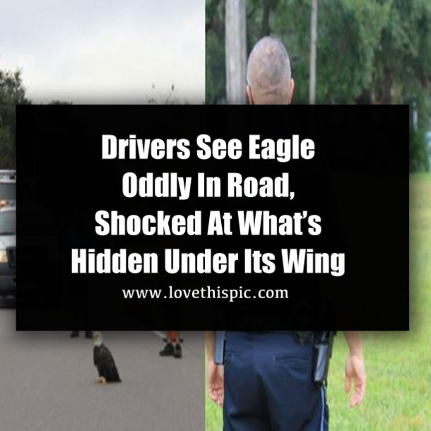 Drivers See Eagle Oddly In Road, Shocked At What’s Hidden Under Its Wing