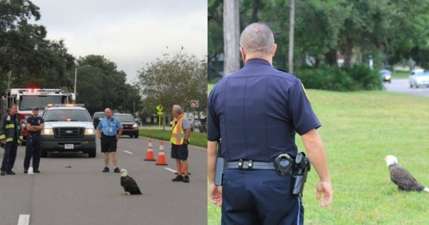 Drivers See Eagle Oddly In Road, Shocked At What’s Hidden Under Its Wing - picture 2