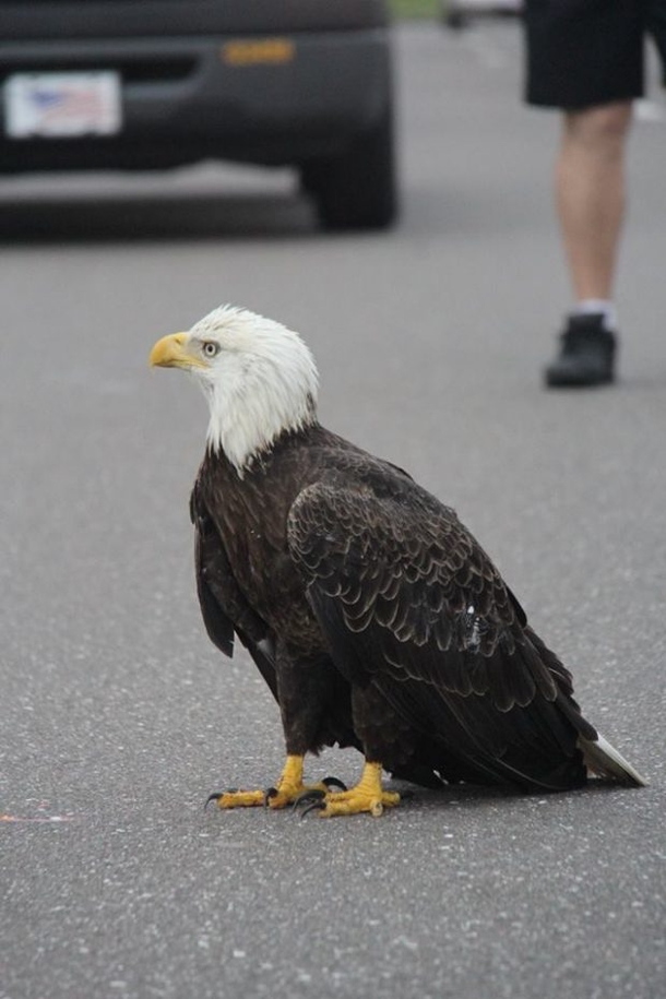 Drivers See Eagle Oddly In Road, Shocked At What’s Hidden Under Its Wing - picture 3