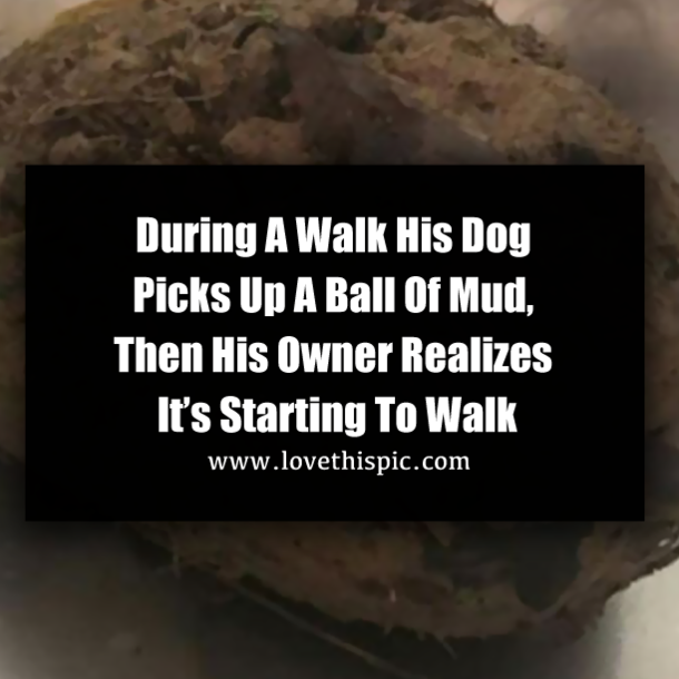 During A Walk His Dog Picks Up A Ball Of Mud, Then His Owner Realizes It’s Starting To Walk
