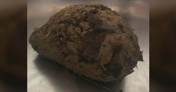 During A Walk His Dog Picks Up A Ball Of Mud, Then His Owner Realizes It’s Starting To Walk - picture 2