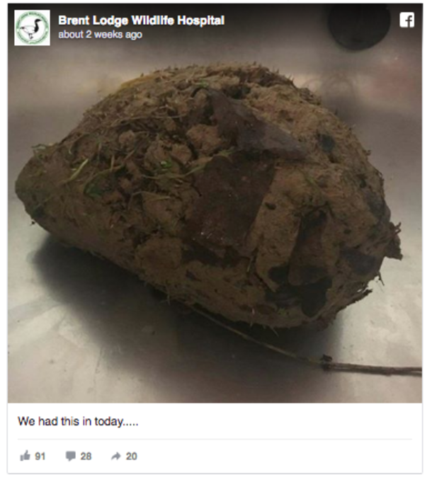 During A Walk His Dog Picks Up A Ball Of Mud, Then His Owner Realizes It’s Starting To Walk - picture 3