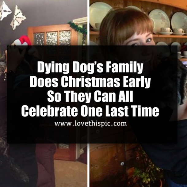 Dying Dog’s Family Does Christmas Early So They Can All Celebrate One Last Time