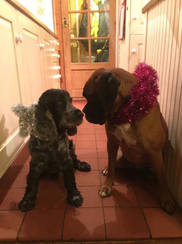 Dying Dog’s Family Does Christmas Early So They Can All Celebrate One Last Time - picture 2
