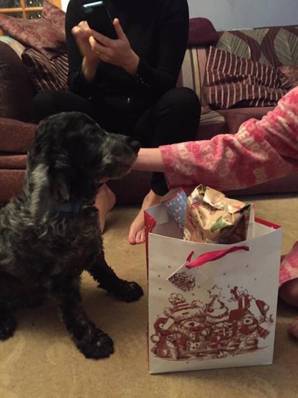 Dying Dog’s Family Does Christmas Early So They Can All Celebrate One Last Time - picture 4