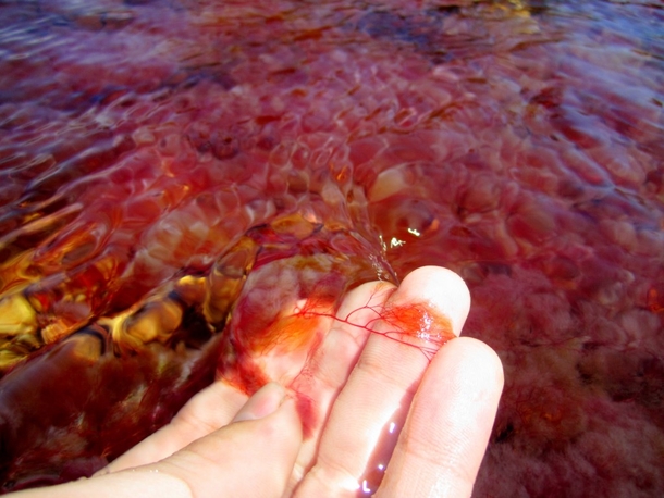 Each Year This River Creates The Most Beautiful Colors Imaginable, You Have To See It To Believe It - picture 5