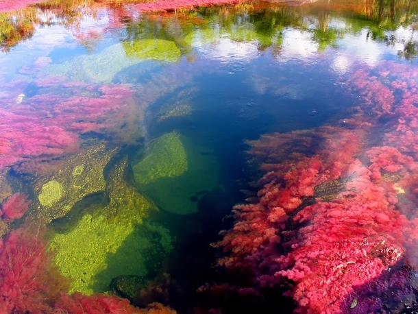 Each Year This River Creates The Most Beautiful Colors Imaginable, You Have To See It To Believe It - picture 9